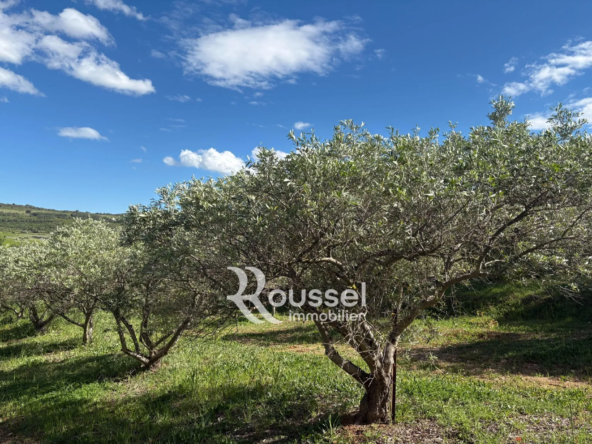 Terrain agricole à vendre à Villeveyrac avec oliviers – Opportunité rare
