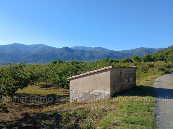 Vente d'un Verger de Cerisiers de 7 000 m² à Céret - Exposé Sud-Est-Ouest
