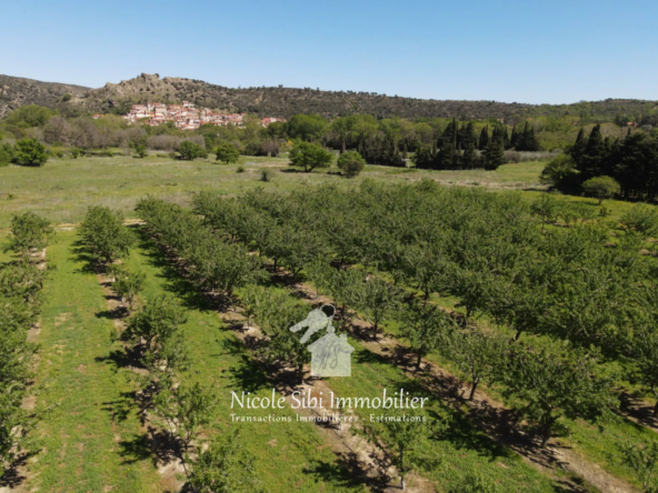 Terrain agricole à vendre à Rodès - Surface de 4825 m² avec amandiers en production