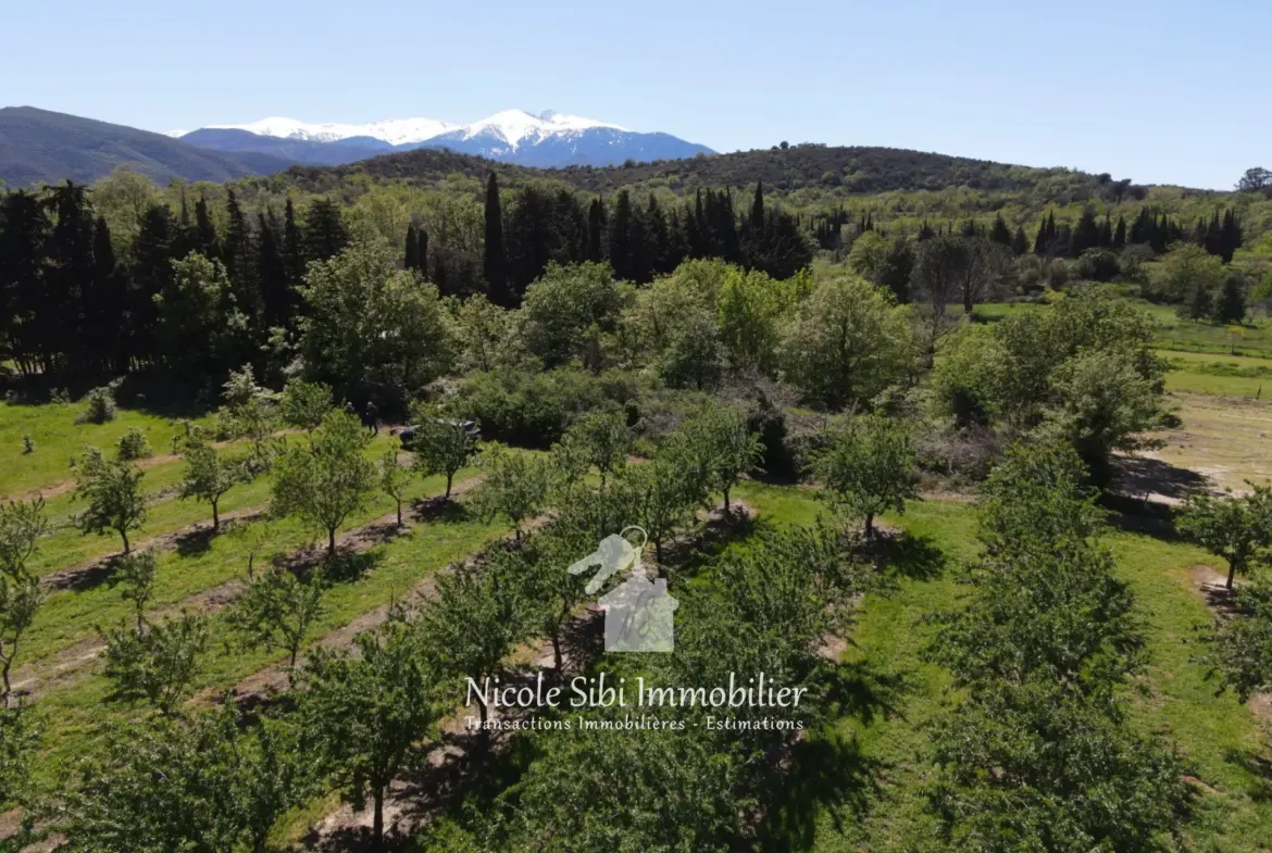 Terrain agricole à vendre à Rodès - Surface de 4825 m² avec amandiers en production 