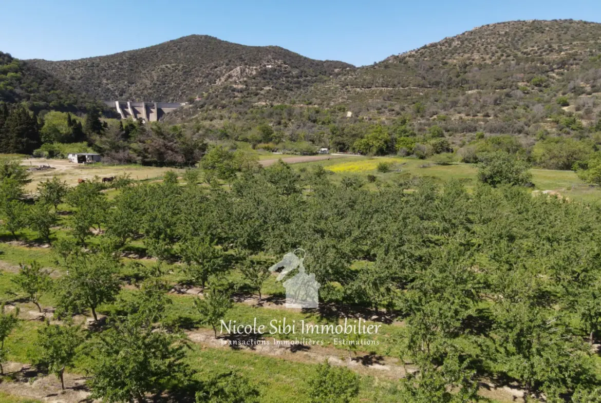Terrain agricole à vendre à Rodès - Surface de 4825 m² avec amandiers en production 