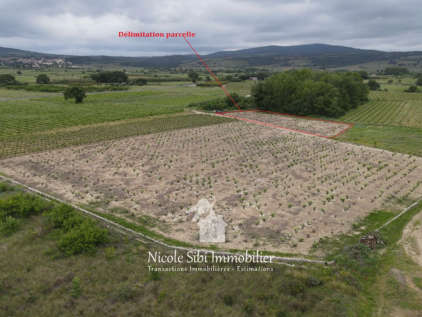 Terrain agricole à vendre à Estagel avec vue sur le Canigou