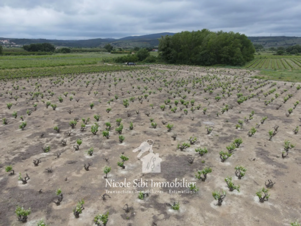 Terrain agricole à vendre à Estagel, vue sur le Canigou, 6011 m²