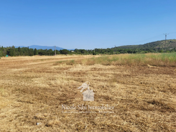 Achat Terrain Agricole à Thuir de 37468 m² – Idéal pour oliveraie ou énergie solaire