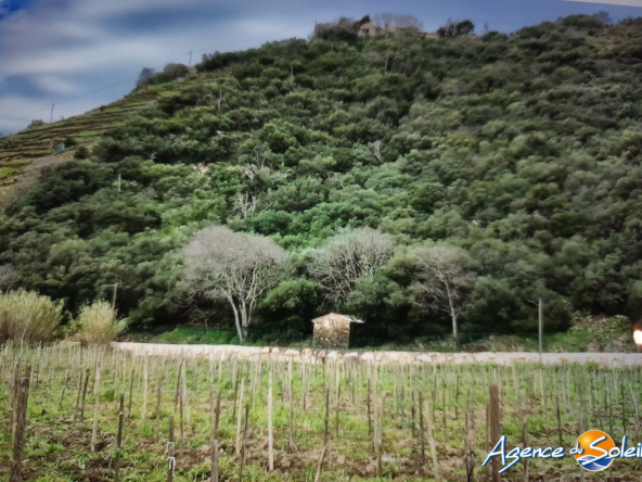 Terrain de loisir de 4000 m² avec cabanon à réaménager près de Port-Vendres et Collioure