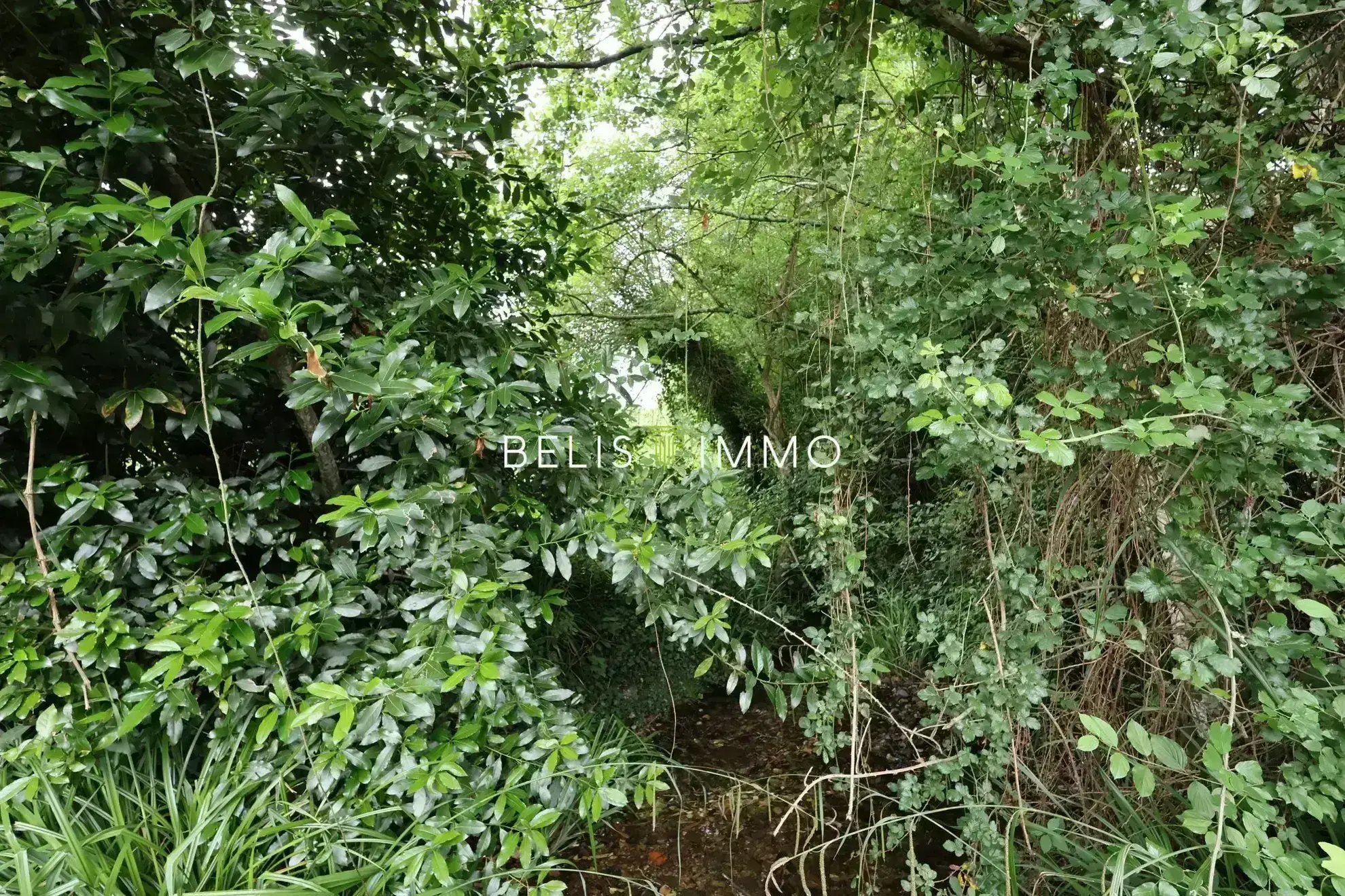 Terrain constructible à Cheillé - 485 m² dans un cadre paisible 