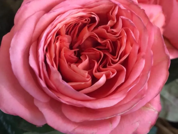 Fonds de commerce pour boutique de fleurs à Sartrouville - Emplacement idéal et rénové