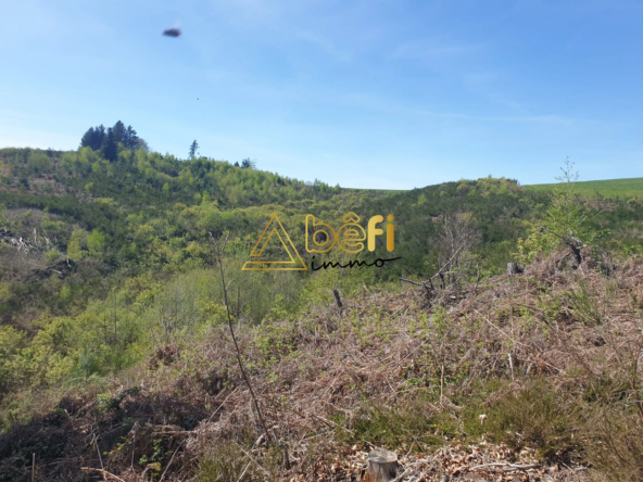 Terrain boisé exceptionnel avec source naturelle à vendre à Messeix (63)