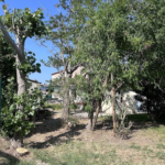 Charmante maison de vacances avec jardin au Barcarès