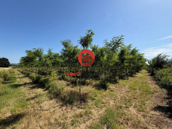 Opportunité d'investissement : terrain de 1 hectare avec robiniers à Laudun-l'Ardoise