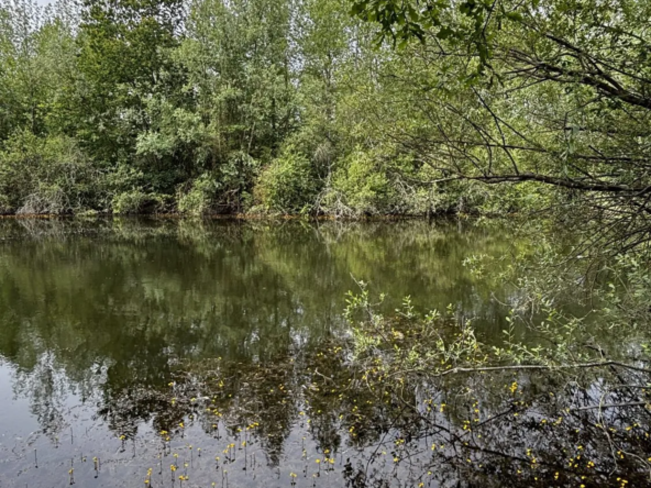 Étang de 1,6 hectare à Charmoy — Opportunité rare en nature préservée