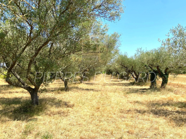 Terrains agricoles avec 33 oliviers Picholine dans le triangle Uzès-Bagnols-Avignon