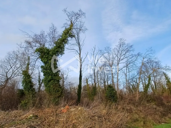 Terrain non constructible à Germigny-l'Évêque – Zone naturelle et boisée