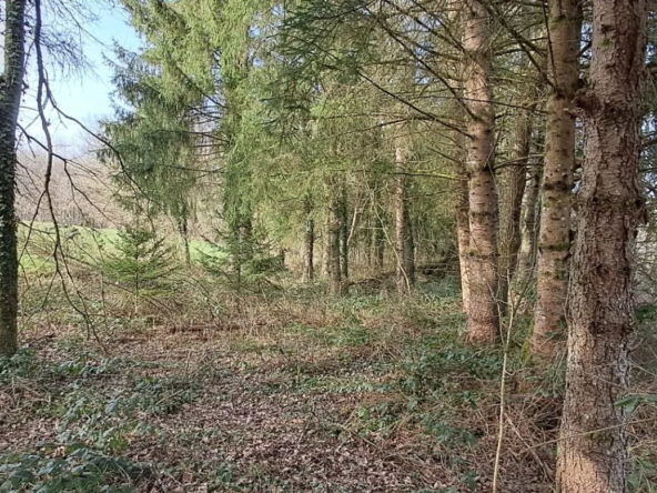 Terrain à vendre à Gernelle - Parcelles forestières de 975 m² et 1477 m²