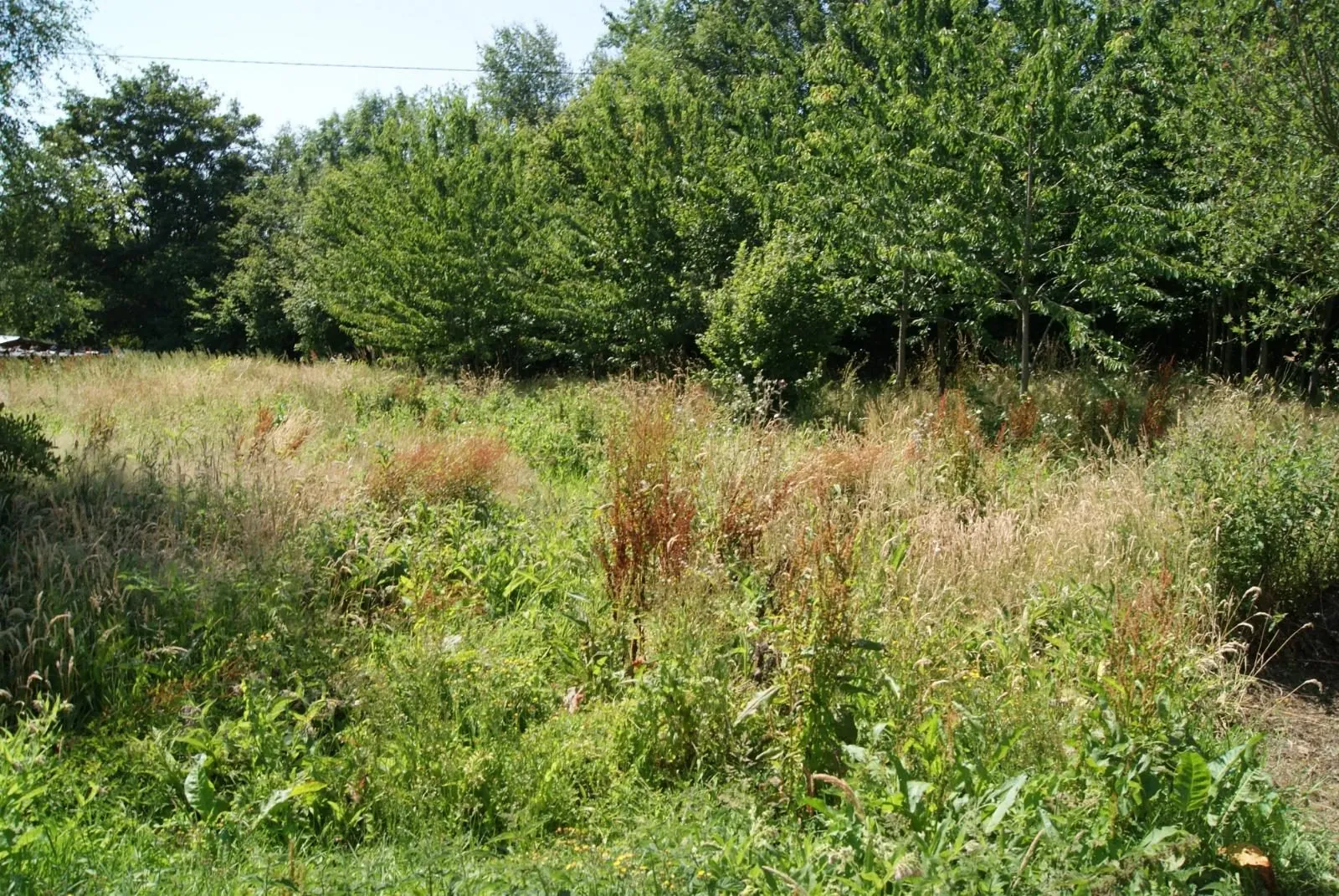 Terrain plat et arboré de 1380 m² à Saint-André-d'Hébertot avec eau et électricité