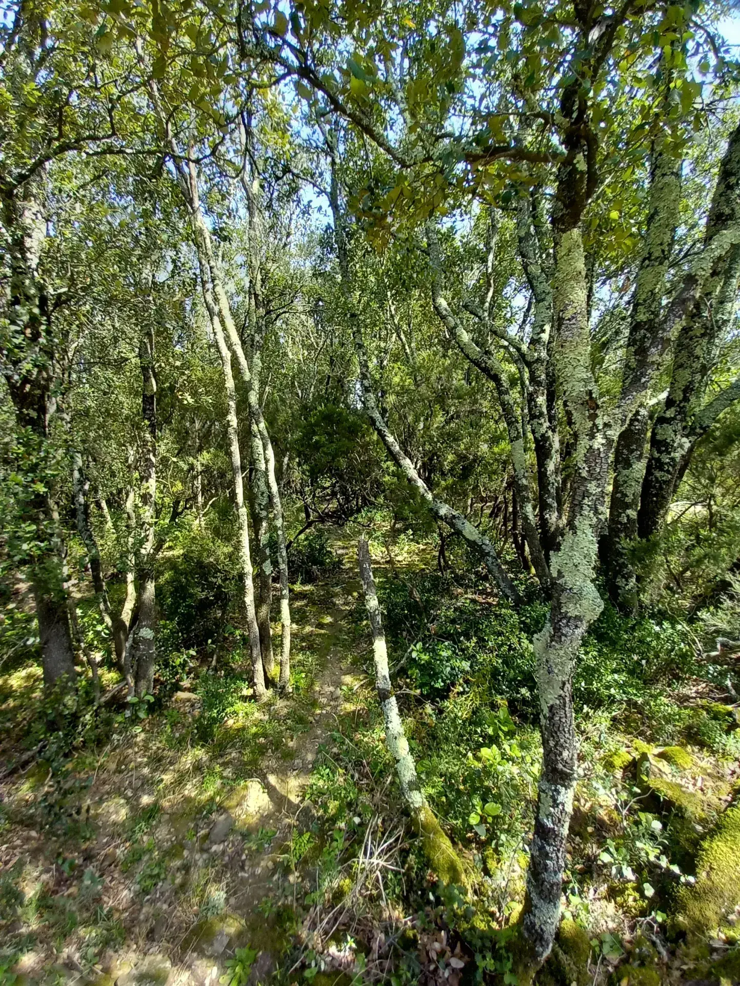 Grand ensemble de terrains naturels de plus de 82 hectares à vendre dans l'Hérault