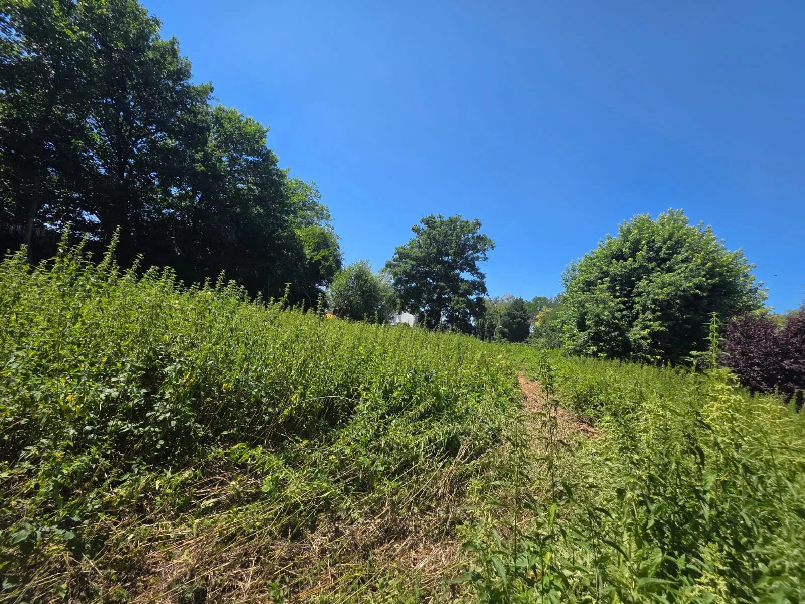 Terrain constructible de 11 ares 94 à Hausgauen - Opportunité à saisir
