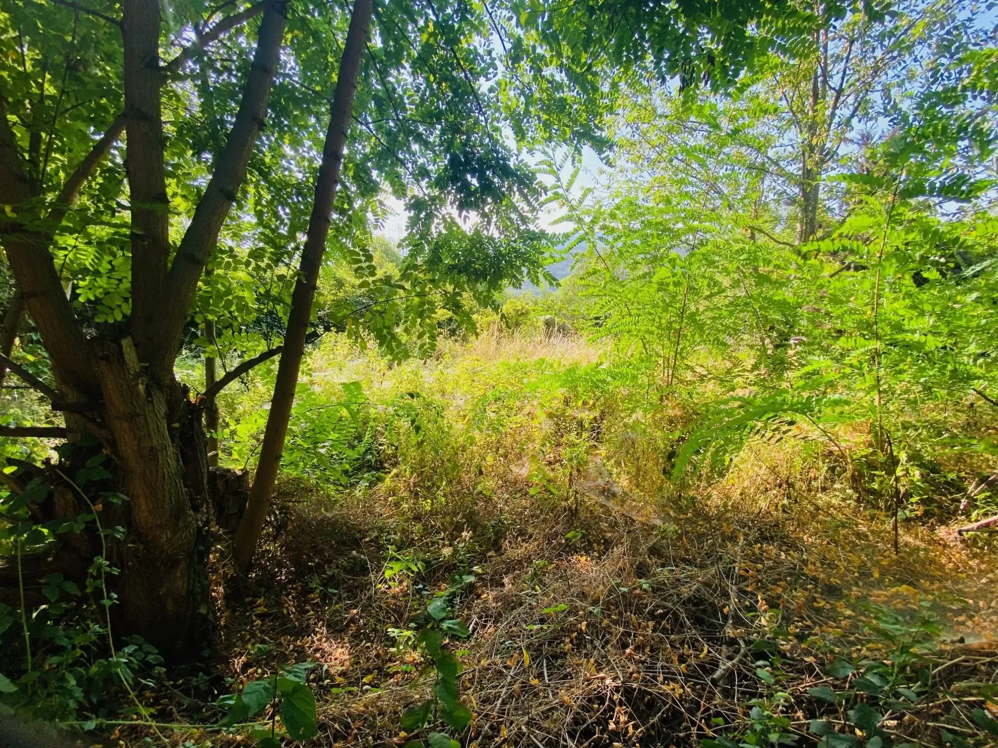 Terrain constructible à vendre à Corneilla de Conflent, 211 m²