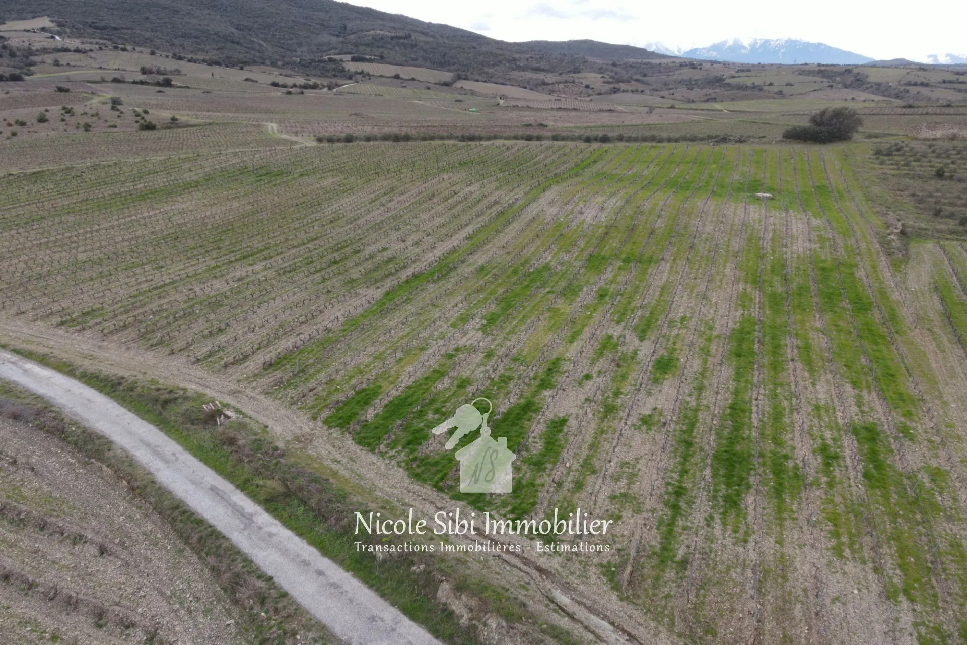 Vente de terrain agricole avec vignoble en pleine production à Montner