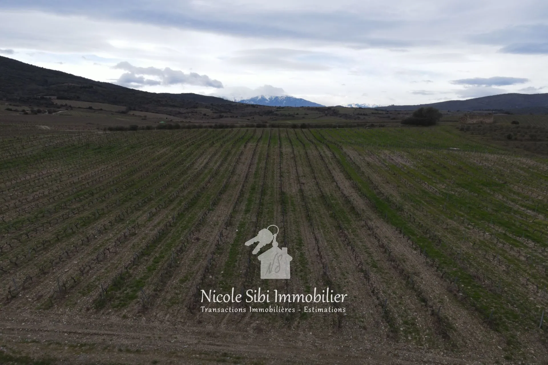 Vente de terrain agricole avec vignoble en pleine production à Montner 