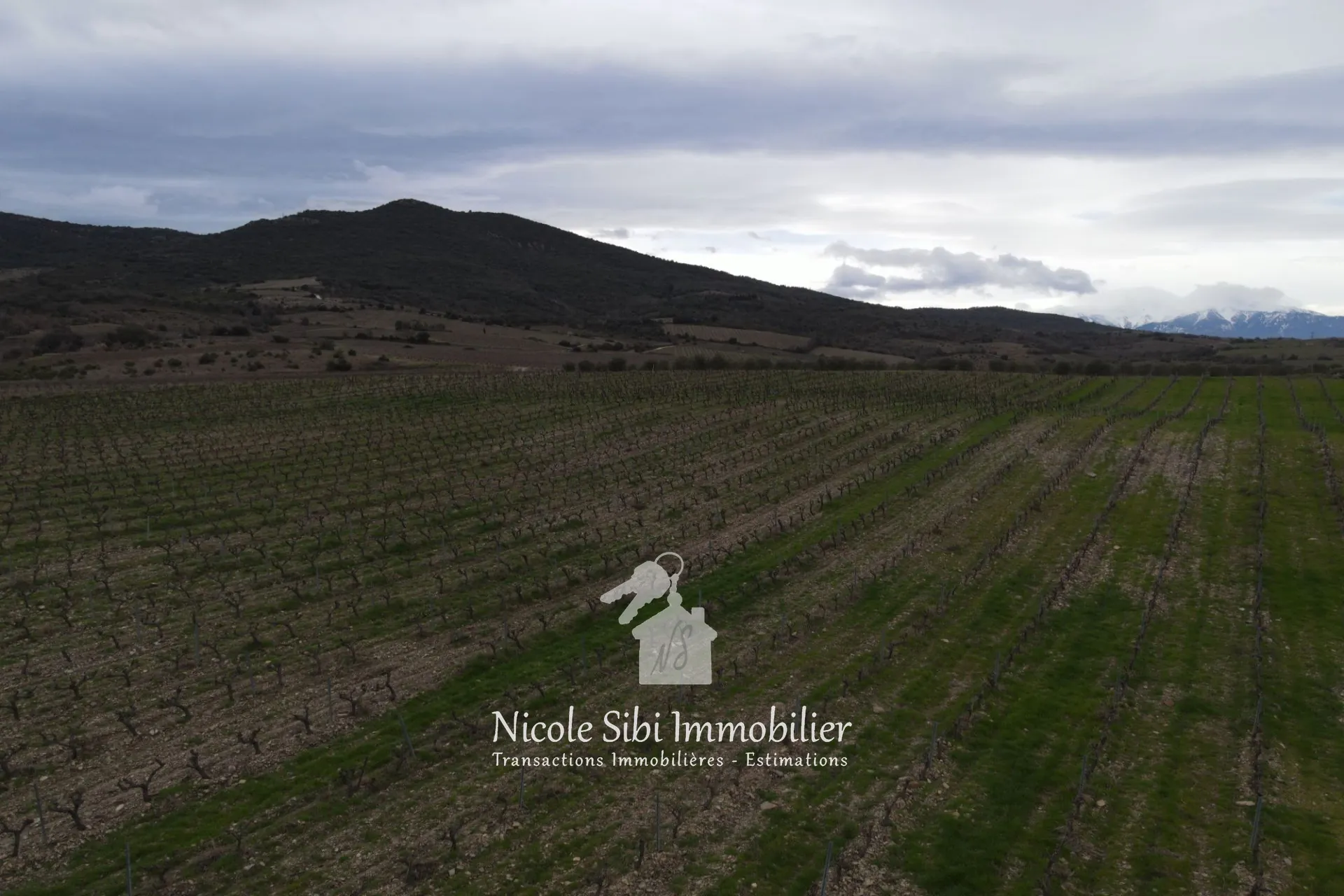 Vente de terrain agricole avec vignoble en pleine production à Montner 