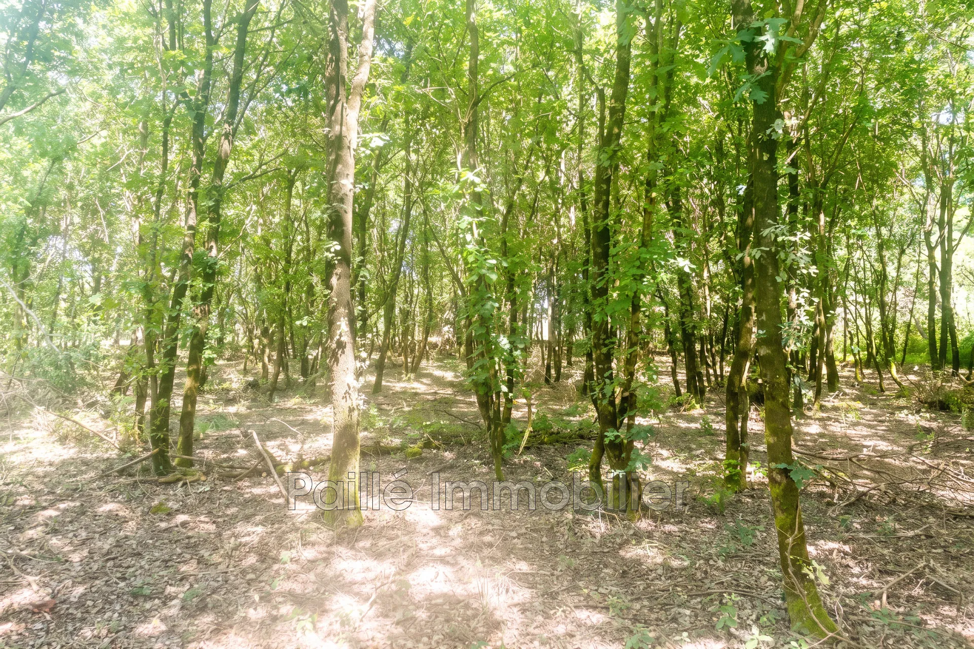 Terrain boisé de 3665 m² à Talais proche de l’océan avec permis purgé
