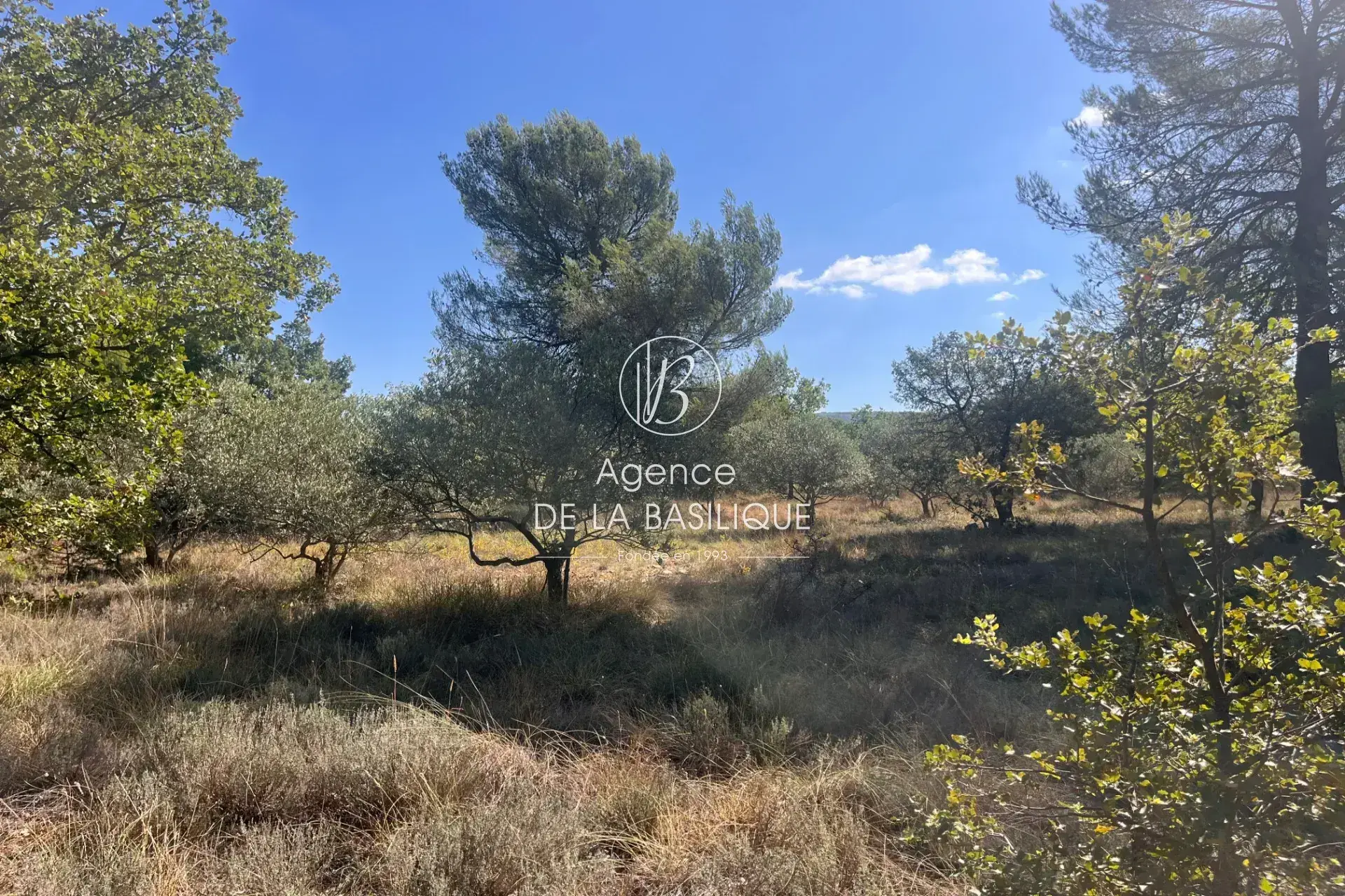 À vendre terrain agricole de 2 hectares à La Verdière, environnement paisible